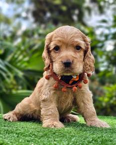 cocker spaniel 