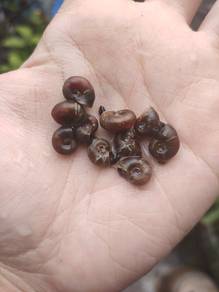 Ramshorn Snail