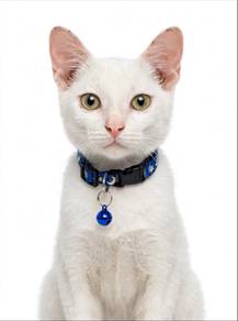 domestic shorthair
