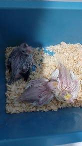 burung cockatiel anak suap