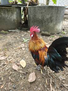 denak pikat