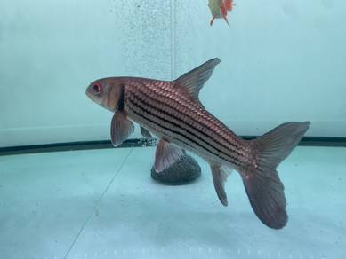 Ikan Temoleh saiz besar