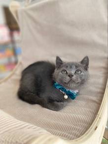 British Shorthair