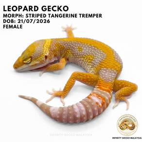 Leopard Gecko Striped Tangerine Tremper Johor MY