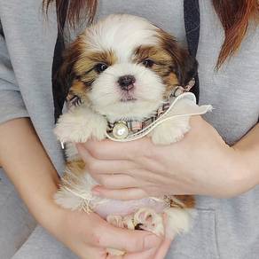 Shih Tzu