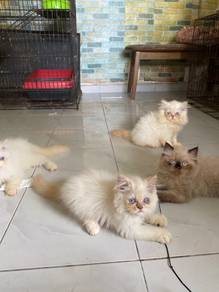 Persian Long hair