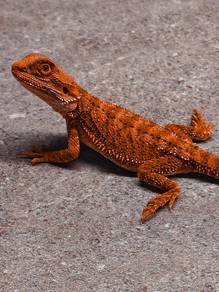 Bearded dragon
