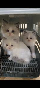 ragdoll