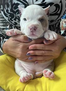 AMERICAN BULLY PUPPIES D109 🐻 Exotic - Pocket
