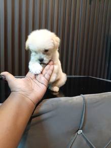 shihpoo male