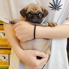 Pug