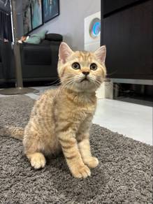 BSH Kitten For Rehome