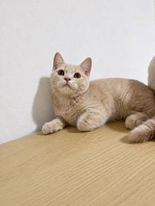 BSH kitten