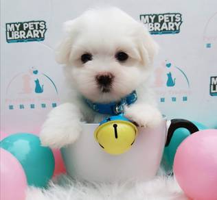 Maltese