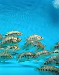 jaguar cichlid