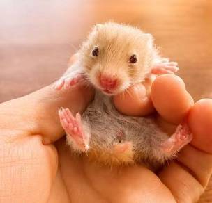 Long Hair Syrian Hamster (Orange White Color)