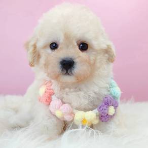 Maltipoo poodle mix maltese