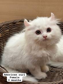 American Curl Untuk Dijual !!