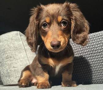QQ668 Mini Dachshund choco brown long haired