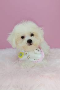 Bichon Frise