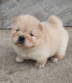 FLUFFY CHOW CHOW PUPPIES C314 🌻 Cream Available