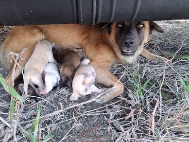 Free Puppy
