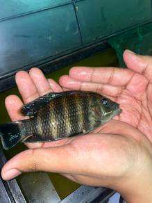 ikan zebra