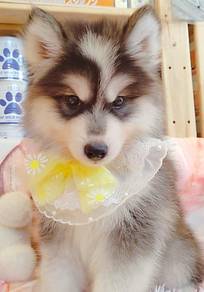 Husky