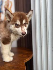 Husky 2