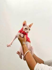 sphynx female dah matiing