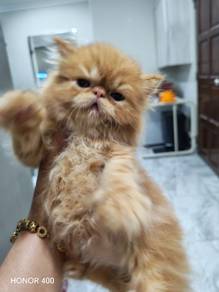 persian cat