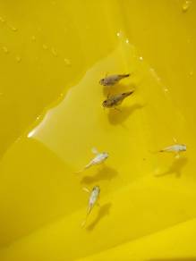 ikan guppy full gold short body 