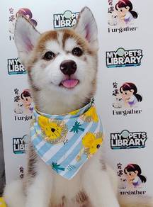 Wooly Husky