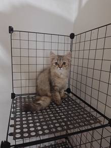 Cute Fluffy Female Cat for Sale & Rehoming