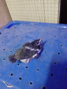 anak burung jalak suren 