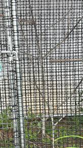 cockatiel sepasang   aviary besar |nego