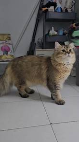 British Long Hair Kucing BLH Gemuk