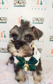 Schnauzer