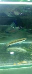channa blue pulchra 