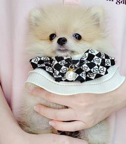 Pomeranian