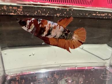 Betta Fish