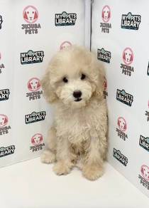 v28 Fluffly Poodle Dog
