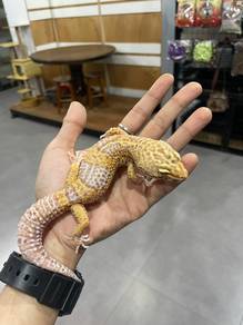 Leopard Gecko