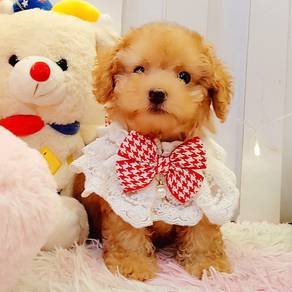Poodle