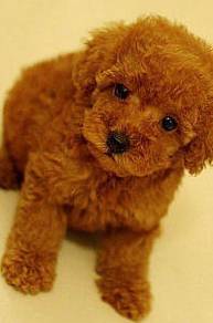 poodle ~1