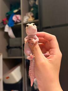 Cute light pink gecko girl for sale