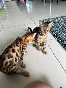 Bengal Cats for Adoption