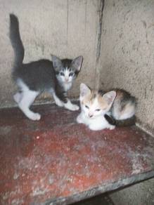 kitten mix 