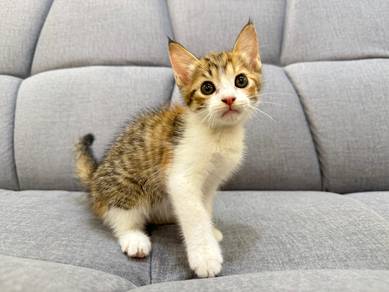 kitten rehome