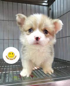 GG_W30111 Welsh Corgi brown white haired puppy